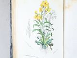 an open book with a drawing of a yellow flower on it