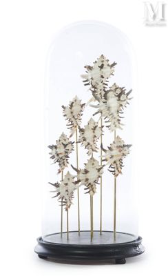 un dôme en verre contenant un bouquet de fleurs