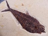 Une image représentant un poisson fossile est reproduite sur une feuille de papier