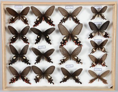 de nombreux papillons disposés dans un cadre en bois