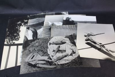 Lot de photographies argentiques d'animaux