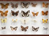 many different butterflies displayed in a display case