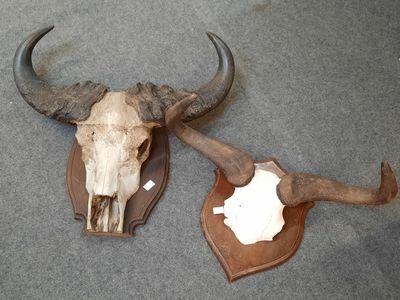 a bull ' s skull with horns and a shield on the floor