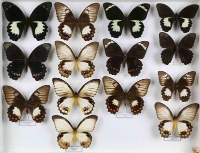 beaucoup de papillons qui se trouvent dans une boîte blanche