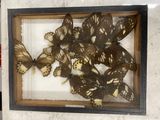 a lot of butterflies that are in a wooden frame