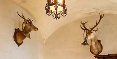 two deer heads mounted on the wall of this room