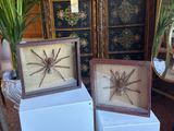 two framed pictures of a spider sitting on top of a table