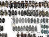 a lot of bugs that are hanging on the wall
