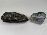 pair of fossilized fish heads and a fossilized fossiled shell