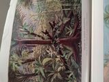 a picture of an open book with a picture of a tree