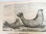 deux otaries allongées sur la plage