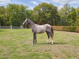 a horse that is standing in the grass in the yard