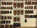 a lot of beetles that are on display in a case
