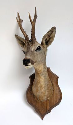 une tête de cerf fixée au mur d'une pièce