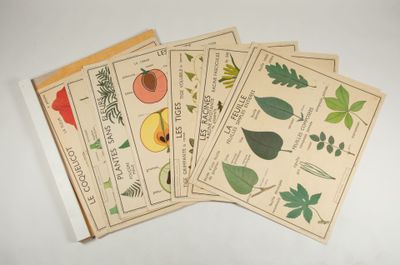 quatre sachets de graines de différentes espèces de plantes posés sur une surface blanche