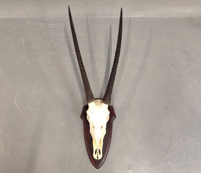 une tête d'antilope empaillée accrochée au mur, avec de longues cornes