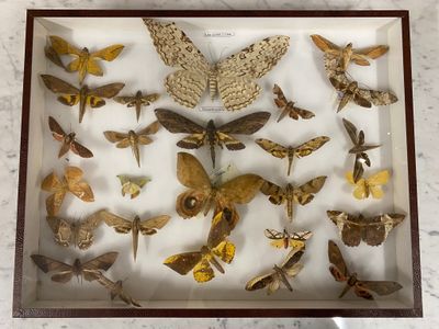 a lot of moths in a shadow box on a table