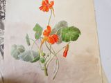 un dessin représentant une plante aux fleurs orange sur une feuille de papier