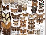 many different types of butterflies displayed in a shadow box