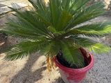 une plante posée dans un pot posé à même le sol