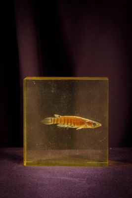 a small fish in a clear box on a purple surface