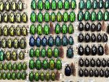 a lot of beetles that are on display in a display case