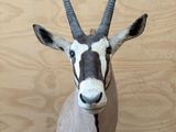 une antilope assise sur un tapis posé à même le sol
