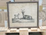 a picture of an antelope and a goat on a pallet