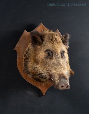 a boar head mounted on the wall of a room