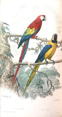 deux perroquets colorés perchés sur une branche d'arbre