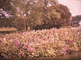 une photo d'un champ de fleurs en plein milieu de la journée