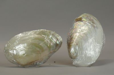 two shells are wrapped in plastic and sitting on a table