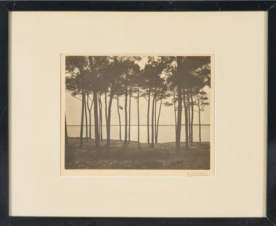 une vieille photo montrant un groupe d'arbres dans un champ