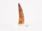 a close up of an animal tooth on a white surface