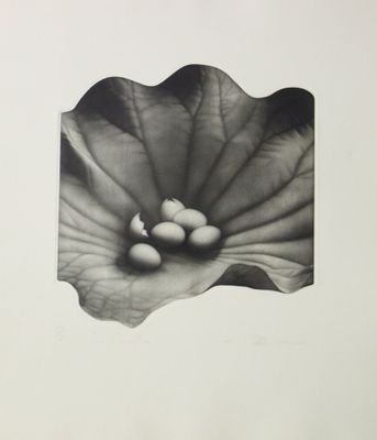 photographie en noir et blanc d'une fleur contenant des œufs