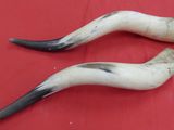 pair of horns on a red table with a red background
