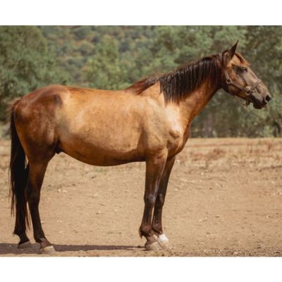 un cheval brun debout dans un champ de terre battue, avec des arbres en arrière-plan