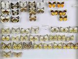 de nombreux types de papillons différents présentés dans une vitrine