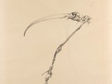 an image of a drawing of a bird with a long beak
