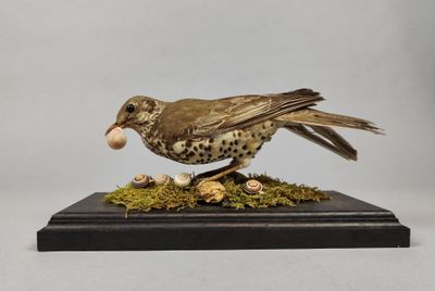 un petit oiseau posé sur une surface recouverte de mousse