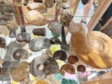 many different types of shells on display in a glass case
