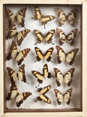 butterflies in a wooden frame on a white surface