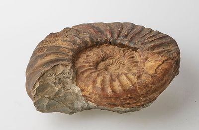 an ammonet fossil on a white surface with a white background