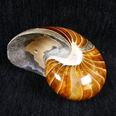 an ammonite shell on a black cloth with a black background