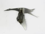 a bird that is flying in the air with a knife in it ' s beak