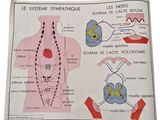illustration of a diagram of the system of the nervous system