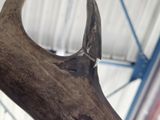 a close up of a piece of antelope ' s antelope antelope ' s antelope antelope antelope '