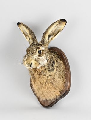 un gros plan sur une tête de lapin empaillée accrochée au mur