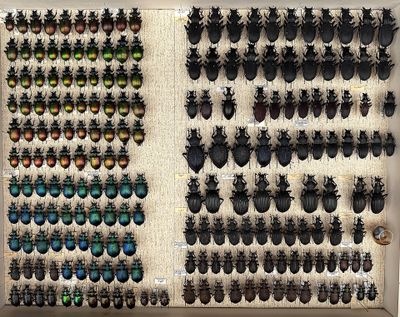 many beetles on display in a display case