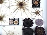 many different types of sea urchins displayed in a white box